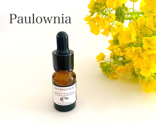 マリーゴールド様 マリーゴールド ：ホワイトゴールドマックス3-3.5号ポット の