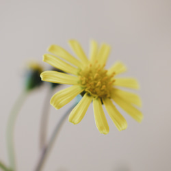 プリプリな葉と黄色いお花がかわいい「オトンナ クラビフォリア」　デスクトップに置ける多肉植物 9枚目の画像