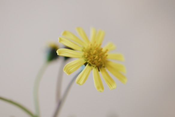 プリプリな葉と黄色いお花がかわいい「オトンナ クラビフォリア」　デスクトップに置ける多肉植物 9枚目の画像