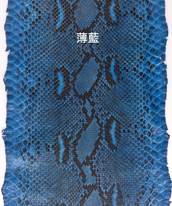 藍染パイソン「PYTHON BLUE」コインケース　バックカット 10枚目の画像
