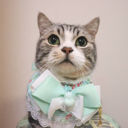 猫服ケープ　スイーツミント 2枚目の画像