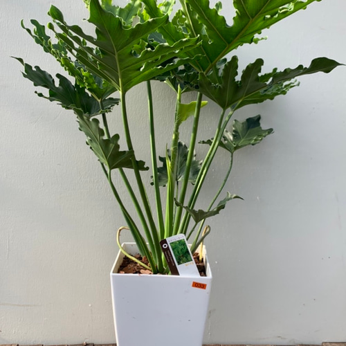 フィロデンドロン・セローム・ホープ【中型 観葉植物 7号鉢／1個