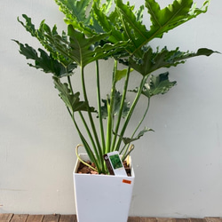 現品　フィロデンドロン　セローム　ホープ　34番　根上がり　観葉植物 楽天市場】根上がり フィロデンドロン セローム 観葉植物