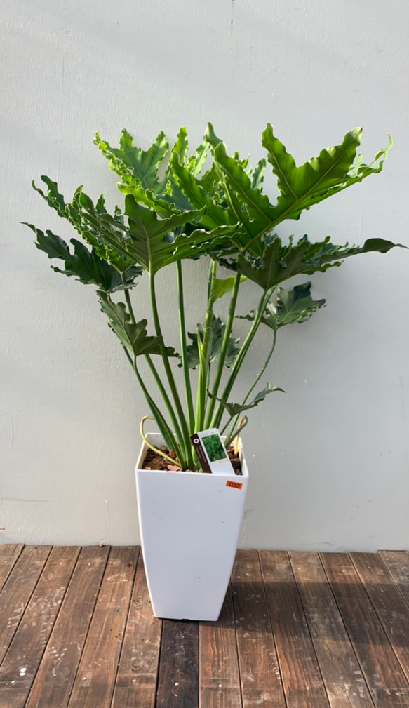 フィロデンドロンセローム＊ホープ＊大株＊観葉植物＊ アート