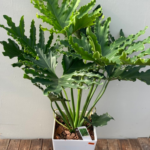 フィロデンドロンセローム＊ホープ＊大株＊観葉植物＊ アートフラワー