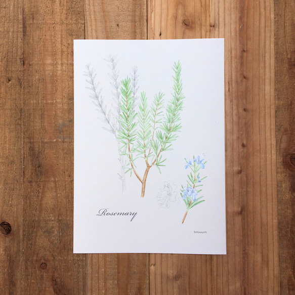 ハーブ　ローズマリーのポスター　植物画　Botanical art  Herb Rosemary Mini Poster 1枚目の画像