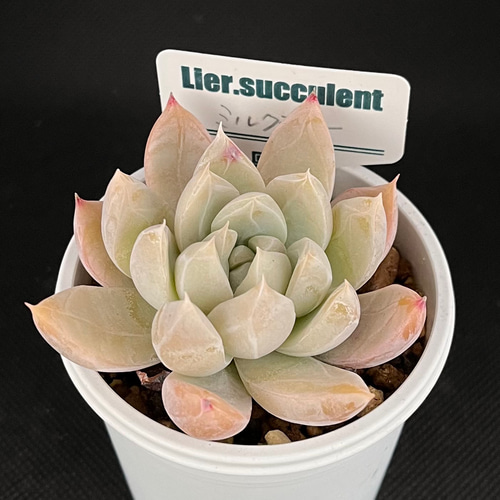 ミルクティ リエール札付き 多肉植物 多肉植物 kanomarihome
