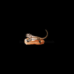 フトアゴ　フトアゴヒゲトカゲのワッペン　爬虫類　トカゲ 8枚目の画像