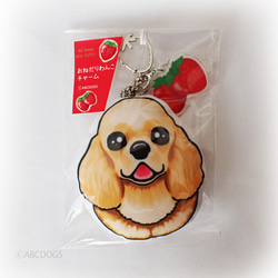 Strawberry Charm 美國可卡犬 Buff 第3張的照片