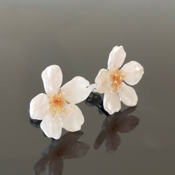 【ワケありな逸品】Everpink Sakura. 本物の桜のクリップイヤリング サージカルステンレス（アレルギー対応） 5枚目の画像