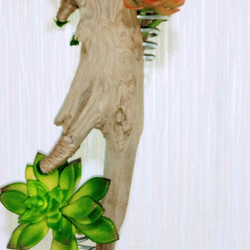 流木のエアープランツ、多肉植物の飾り用インテリアです。 1点物です。 4枚目の画像