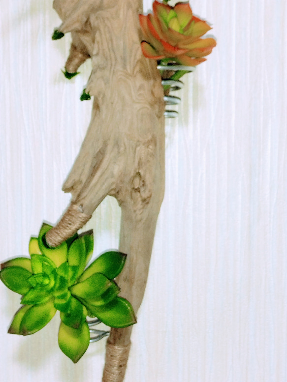 流木のエアープランツ、多肉植物の飾り用インテリアです。 1点物です。 4枚目の画像