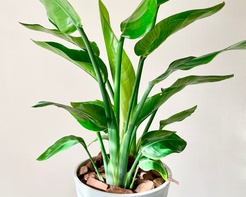ソマティック心理カウンセラーストレチア　オーガスタ 観葉植物 ソマティック心理カウンセラー様専用ストレチア オーガスタ 観葉植物