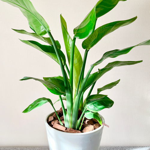 ストレリチア オーガスタ 大株 180cm 3株セット 新芽あり 極楽鳥花