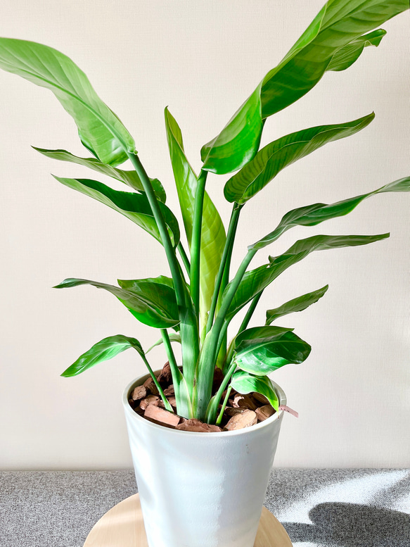 オーガスタ 3株 ストレリチア オーガスタ 約7号 大苗 3株 鉢ごと 3株で