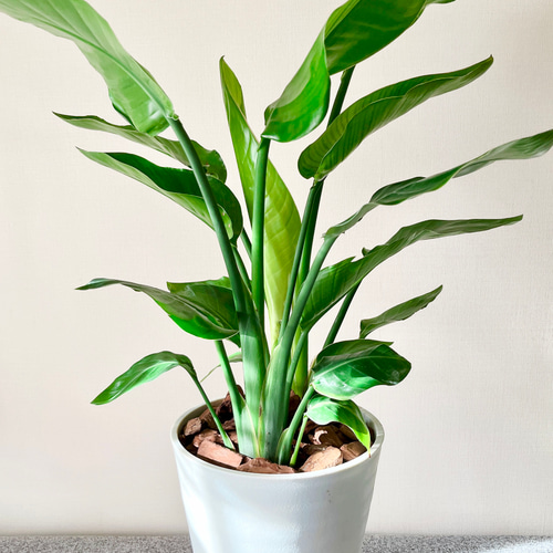 ストレリチア オーガスタ ストレリチア：オーガスタ4号ポット の通販 | 園芸ネット