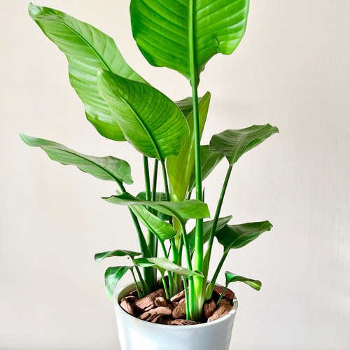 ストレリチアオーガスタ　観葉植物 超大型 ストレリチア オーガスタ ストレチア 大型 特大
