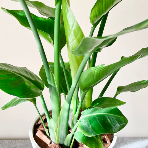 ストレリチアオーガスタ　観葉植物 超大型 ストレリチア・オーガスタ【大型 観葉植物 8号鉢／Mサイズ1個