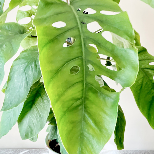 3/16撮影 希少 モンステラ デュビア ヘゴ立ち 観葉植物 室内 大型