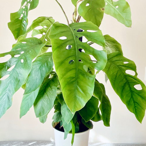 モンステラ　デュビア　希少　送料無料 園芸ネット本店｜モンステラ：デュビア 7号鉢植え の通販【公式】