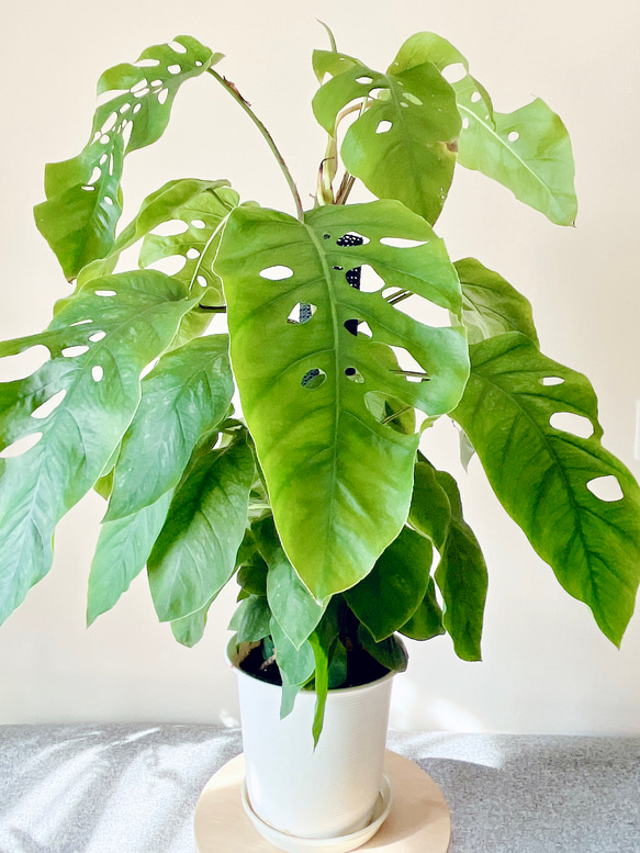 バ*け様 【珍希少】Monstera deliciosa Compact TOP 珍希少】Monstera deliciosa Compact TOP↑cut✂︎