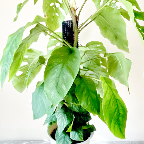 3/16撮影 希少 モンステラ デュビア ヘゴ立ち 観葉植物 室内 大型