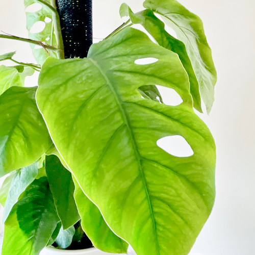 3/16撮影 希少 モンステラ デュビア ヘゴ立ち 観葉植物 室内 大型