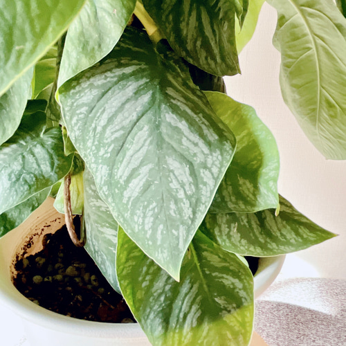 モンステラ　デュビア　希少　送料無料 園芸ネット本店｜モンステラ：デュビア 7号鉢植え の通販【公式】