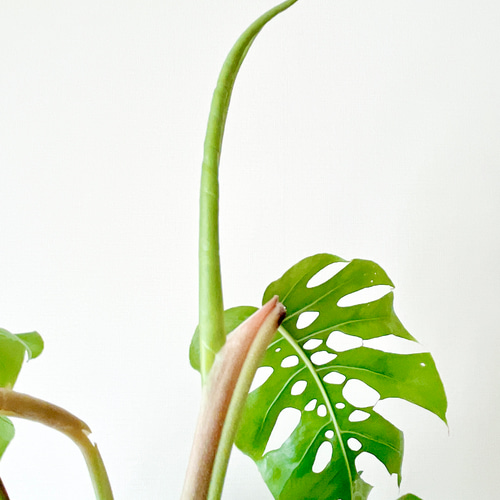 3/16撮影 希少 モンステラ デュビア ヘゴ立ち 観葉植物 室内 大型