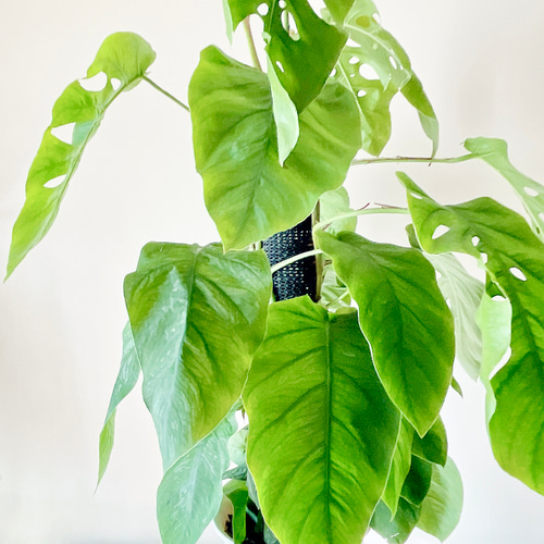 モンステラ　デュビア　希少　送料無料 モンステラ デュビア 希少 送料無料 モンステラ デュビア 3