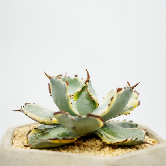 Agave 王妃カブトガニ錦　□アガベ　□観葉植物 5枚目の画像