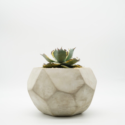 Agave 王妃カブトガニ錦 □アガベ □観葉植物 その他インテリア雑貨