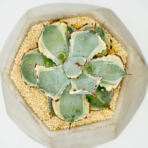 Agave 王妃カブトガニ錦 □アガベ □観葉植物 その他インテリア雑貨