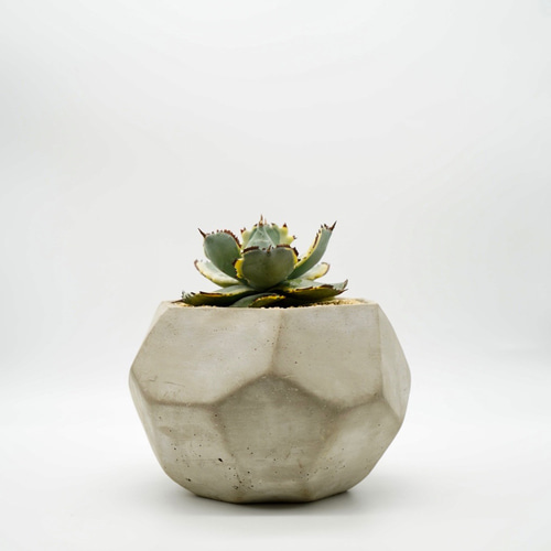 Agave 王妃カブトガニ錦 □アガベ □観葉植物 その他インテリア雑貨