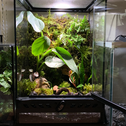 No.92 カエルリウム イモリウム テラリウム 苔テラリウム 苔アート No