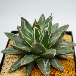 Agave 笹の雪　□アガベ　□観葉植物 6枚目の画像