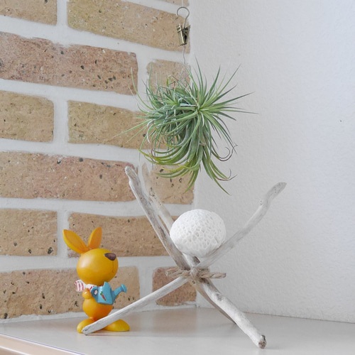 激美！! 宮古島産 天然 球体サンゴ SS 流木のスタンド付き