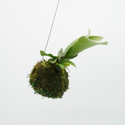 【送料込み】コウモリラン　苔玉　□観葉植物　 3枚目の画像