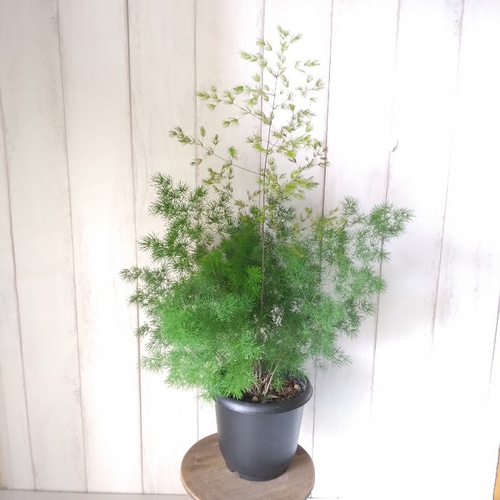 観葉植物　専用 アスパラガス【ミリオグラタス】 5号鉢 フワフワ葉 ボリューム