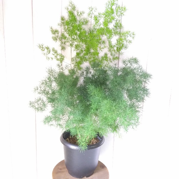 販売ラスト‼️ 琉球*海花のたね　カラフル ミリオグラタス 琉球* 海花マリンセット{Cool} B ミリオグラタス フィンランドモス