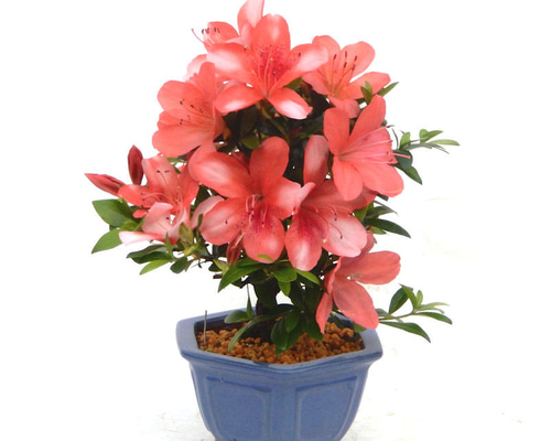 5月に開花！花芽たくさん！☆サツキ（品種 神鏡）のミニ盆栽☆盆栽鉢