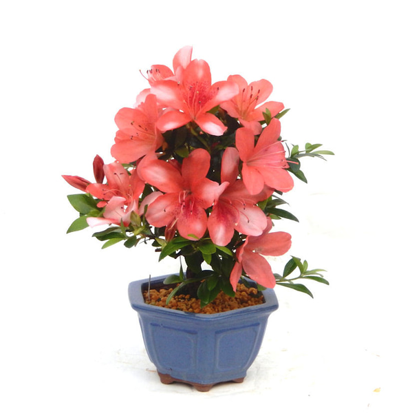 5月に開花！花芽たくさん！☆サツキ（品種 神鏡）のミニ盆栽☆盆栽鉢