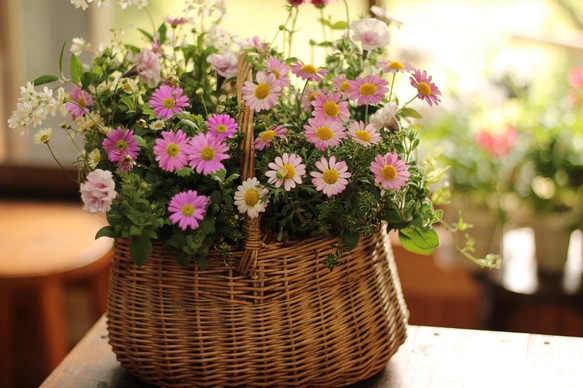 フラワーアレンジのような寄せ植え　■ブリコラージュフラワー■#全て根付きの植物です 2枚目の画像