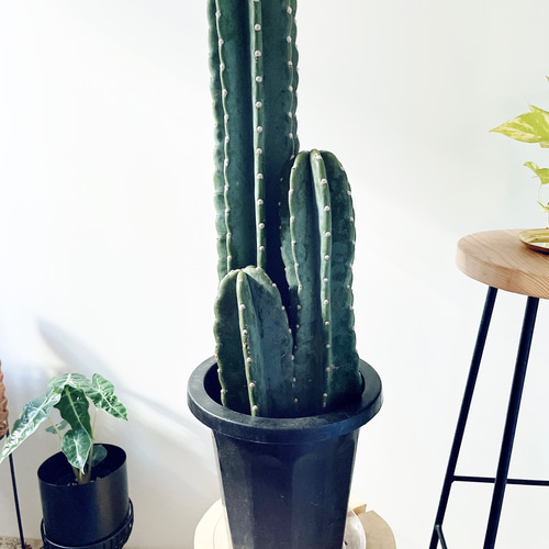 特価】柱サボテン 3株植え 人気 観葉植物 calm cafe その他インテリア