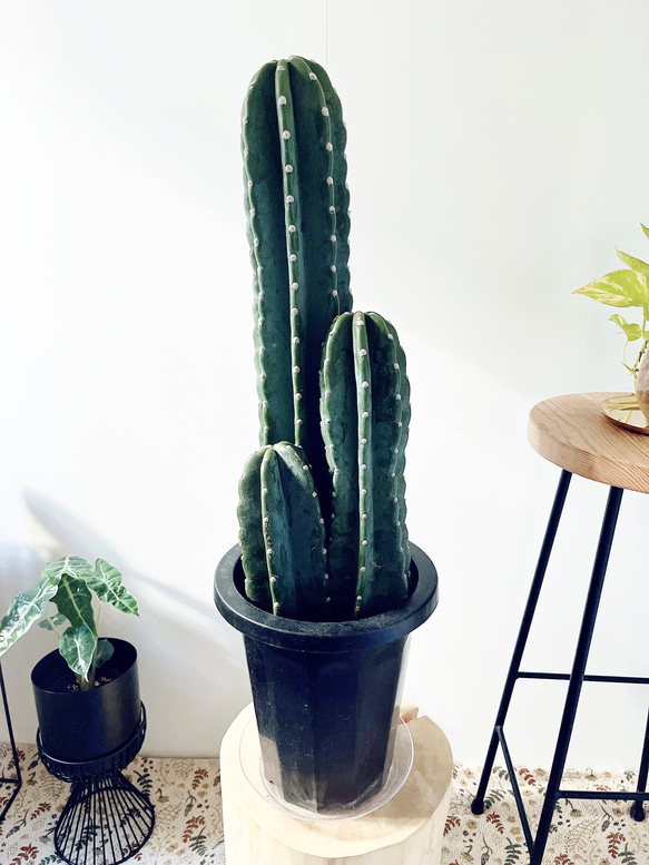 は自分にプチご褒美を 3株植え 特価】柱サボテン 人気 その他 cafe calm 観葉植物 サボテン