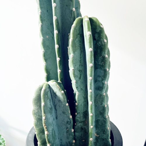 【特価】柱サボテン 3株植え 人気 観葉植物 calm cafe 特価】柱サボテン 3株植え 人気 観葉植物 calm cafe その他