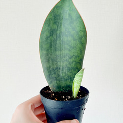 8477ac951a17c90ccc68f806f64b5f