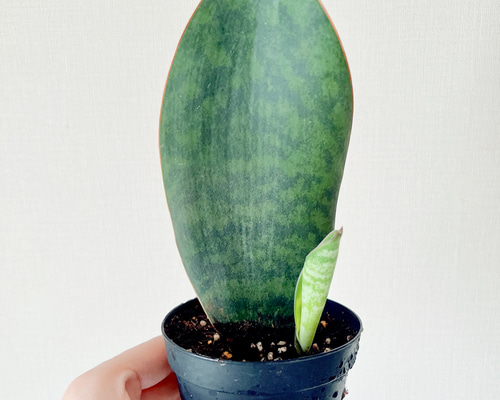 8477ac951a17c90ccc68f806f64b5f