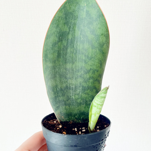 希少 サンスベリア マッソニアーナ 子株付き その他インテリア雑貨