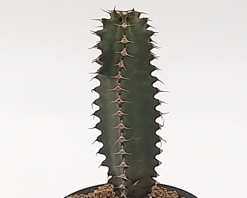 f956d95554eeece273421336601ad9